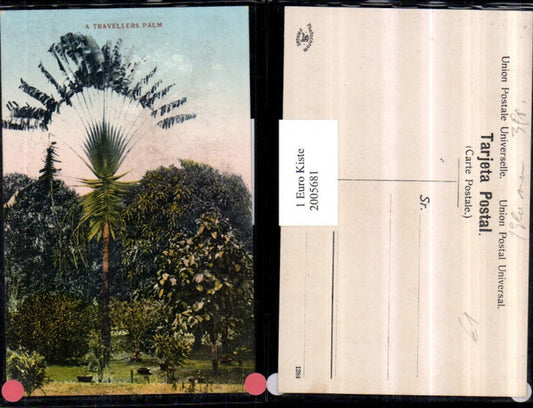 2005681,A Travellers Palm Palme Ansicht
