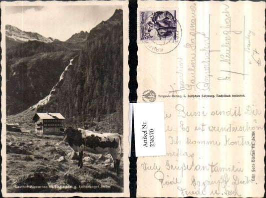 238370,Gasthof Alpenrose im Habachtal b. Bramberg geg. Leiterkogel Rind