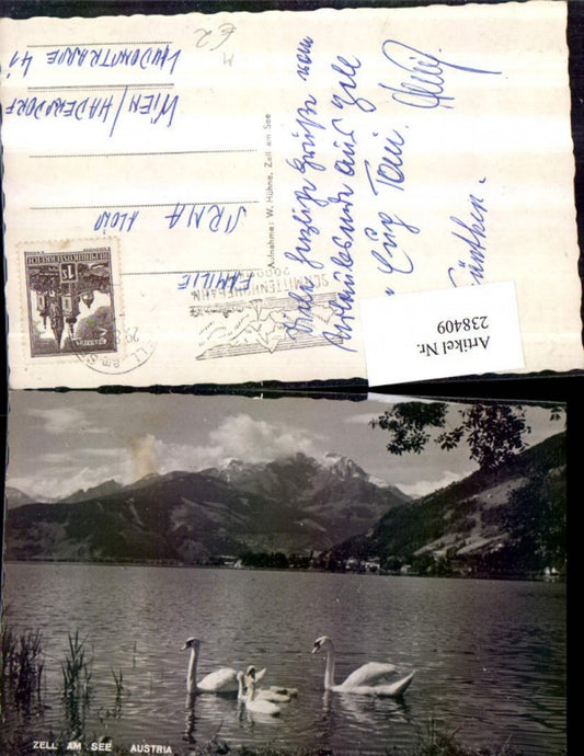 238409,Zell am See Partie Schwäne
