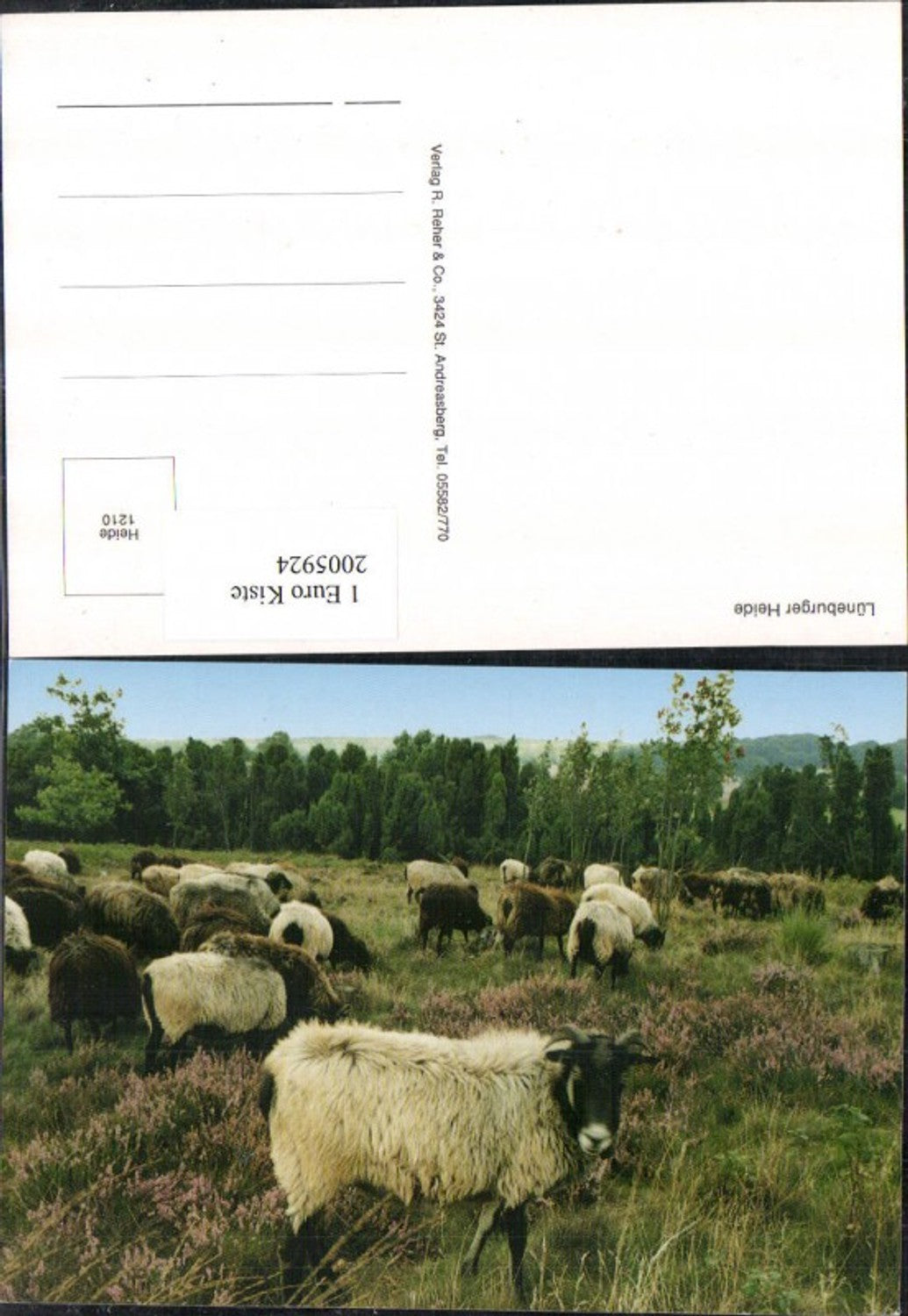 2005924,Lüneburger Heide Schafböcke