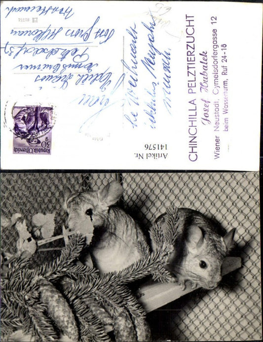141576,Reklame Chinchilla Pelztierzucht Josef Hubalek Wiener Neustadt