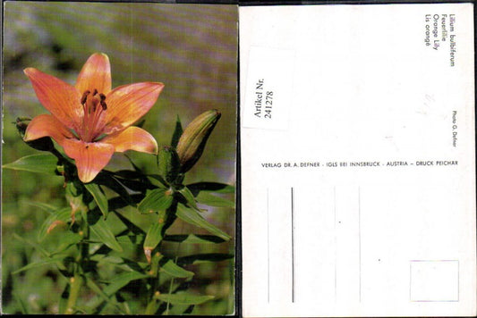 241278, Dr. Defner Lilium bulbiferum Fire Lily Detail view