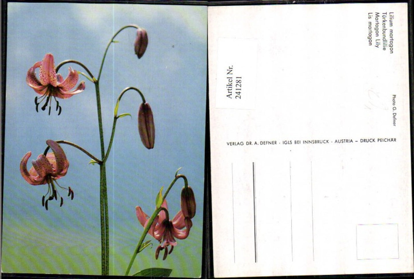 241281,Dr. Defner Lilium martagon Türkenbundlilie Detailansicht