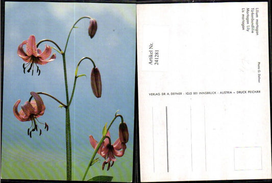 241281,Dr. Defner Lilium martagon Türkenbundlilie Detailansicht