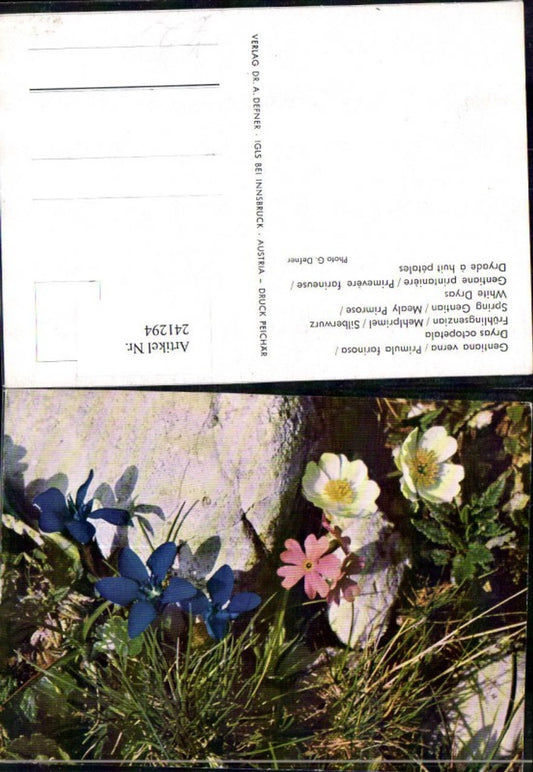 241294, Dr. Defner Spring Gentian Mealy Primrose Silverweed Detail view