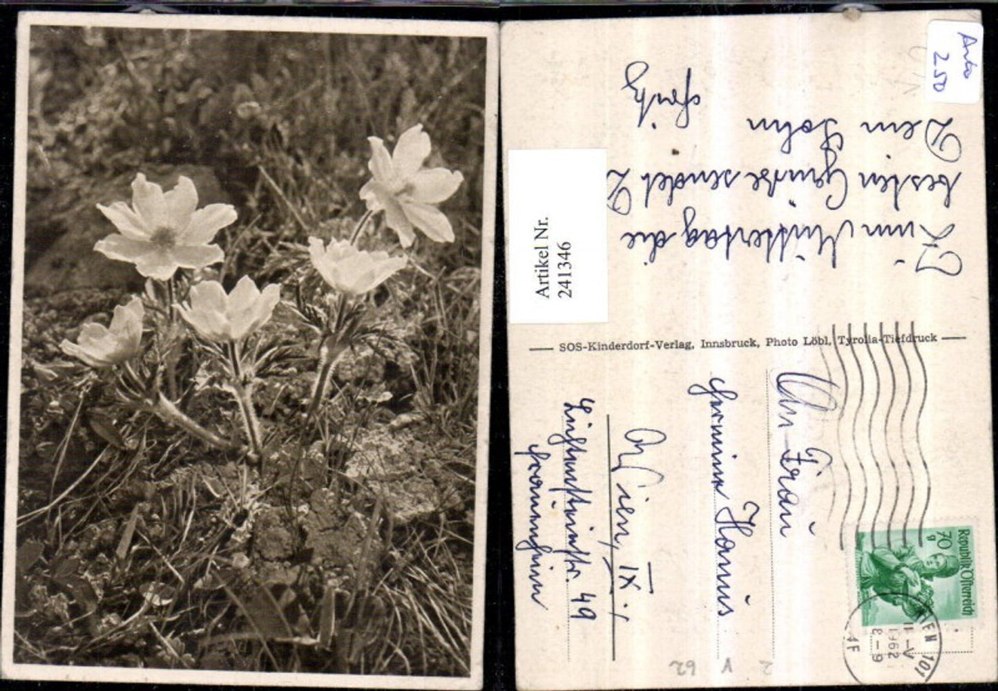 241346,SOS Kinderdorf Schneerosen Blumen