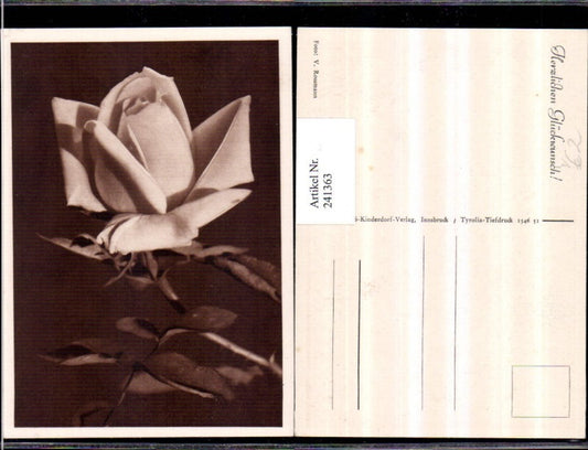 241363, SOS Children's Village Rose Rose Blossom