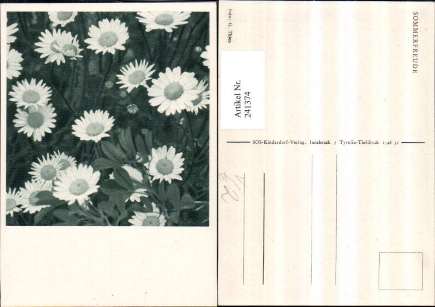 241374,SOS Kinderdorf Sommerfreude Margeriten Blumen