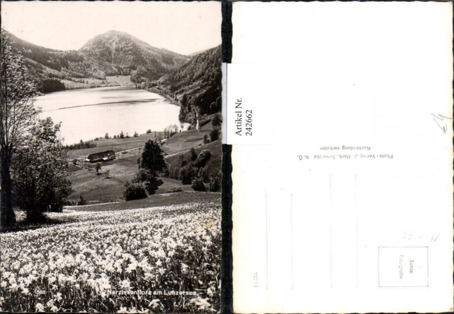 242662,Narzissenflora Wiese am Lunzersee b. Lunz am See