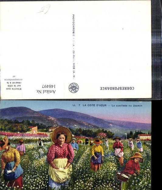 148497,La Cote D Azur La cueillette du Jamin Frauen b. Ernte