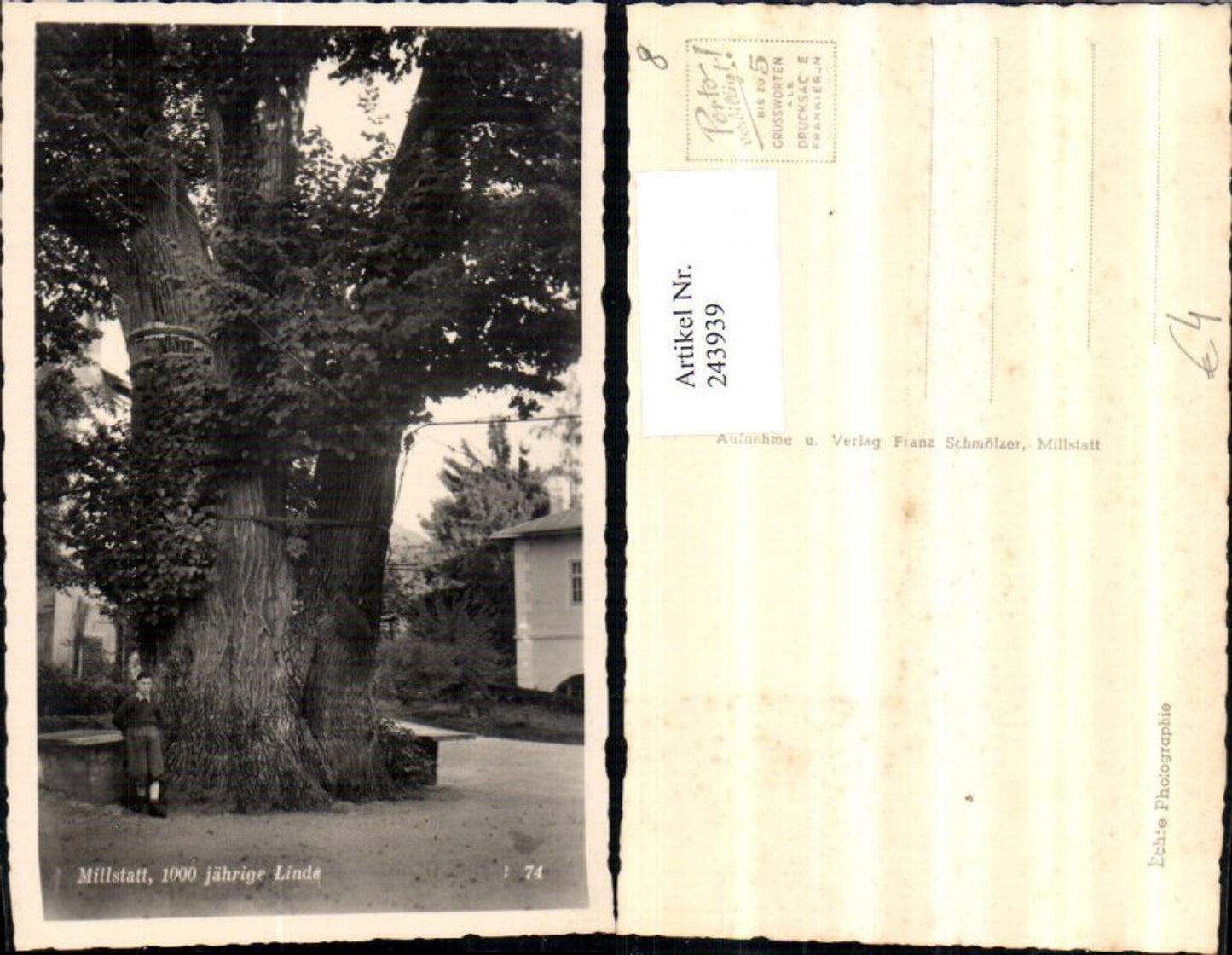 243939,Millstatt 1000-jährige Linde Baum