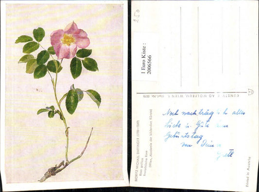 2006566,Künstler AK Moritz Michael Daffinger Rosa gallica Französische Rose