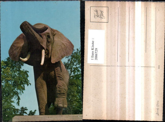 2006729,Elefant