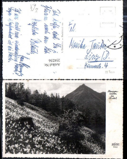 254256,Narzissenzauber im Almtal b. Grünau Narzissenwiese pub F. E. Brandt 9963