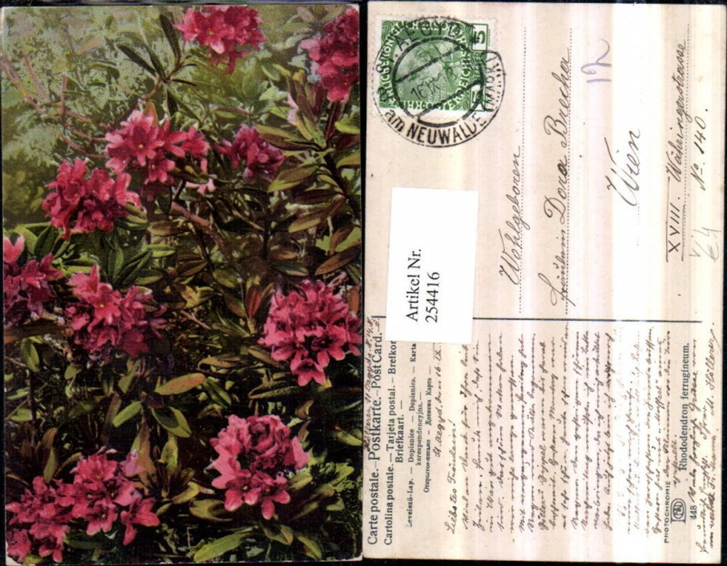 254416,Photochromie Nenke & Ostermaier 448 Rhododendron ferrugineum Rostblättrige Alpenrose