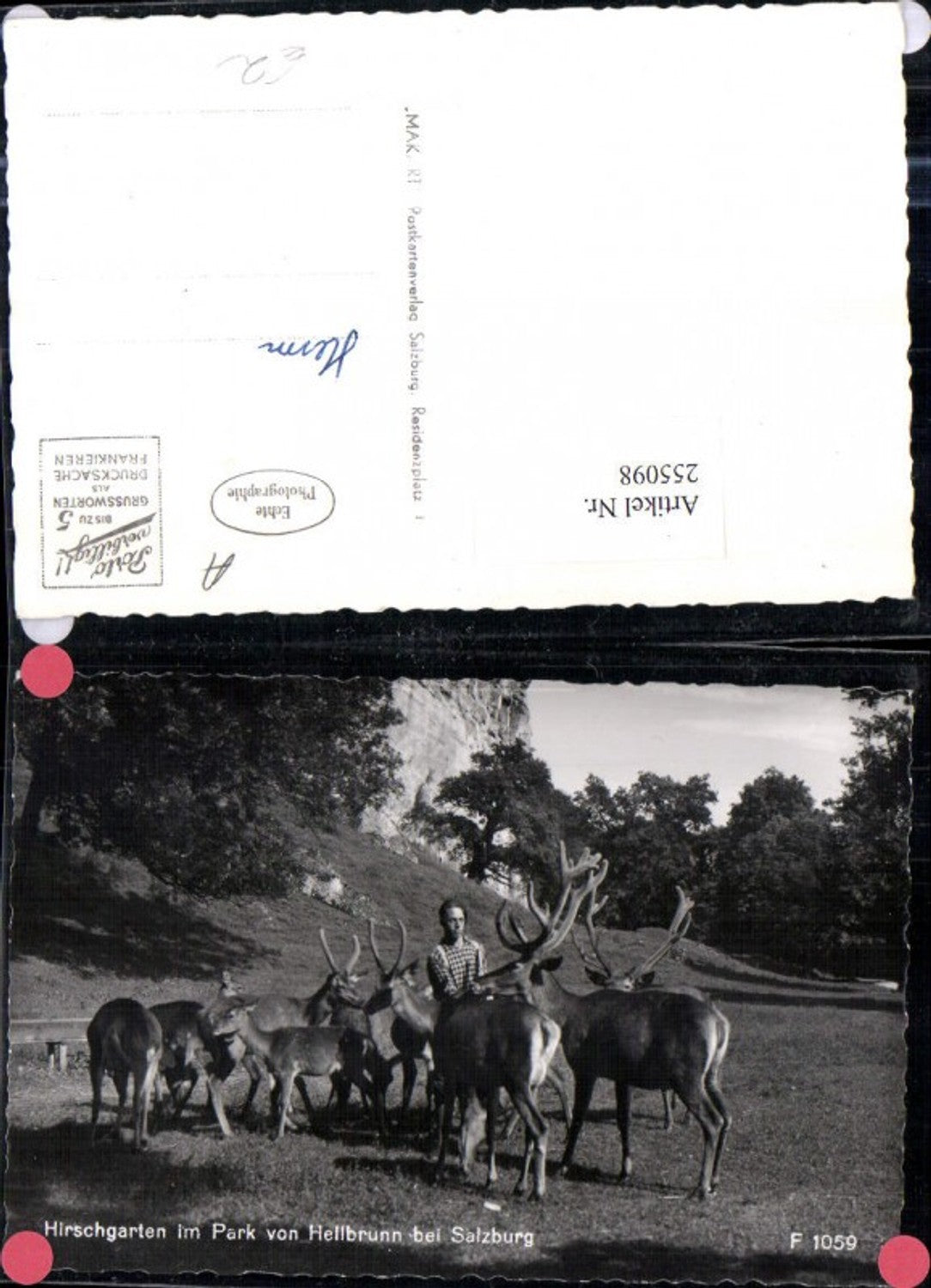 255098,Salzburg Hirschgarten im Park von Hellbrunn Hirsche Rehe