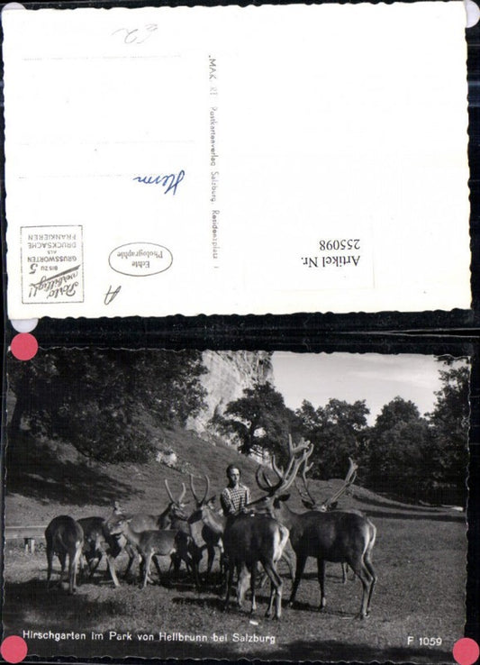 255098,Salzburg Hirschgarten im Park von Hellbrunn Hirsche Rehe