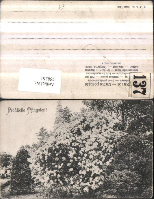 258361, Pentecost flower shrub shrubs