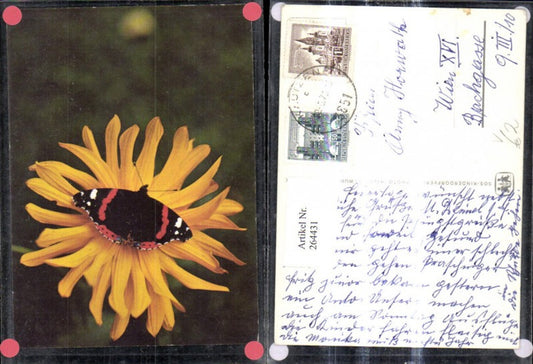 264431,SOS Kinderdorf Schmetterling a. Sonnenhut Blume Blüte