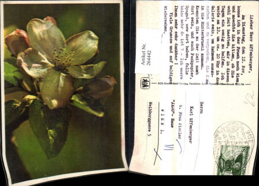 264442,SOS Kinderdorf Blume Blüte Detailansicht