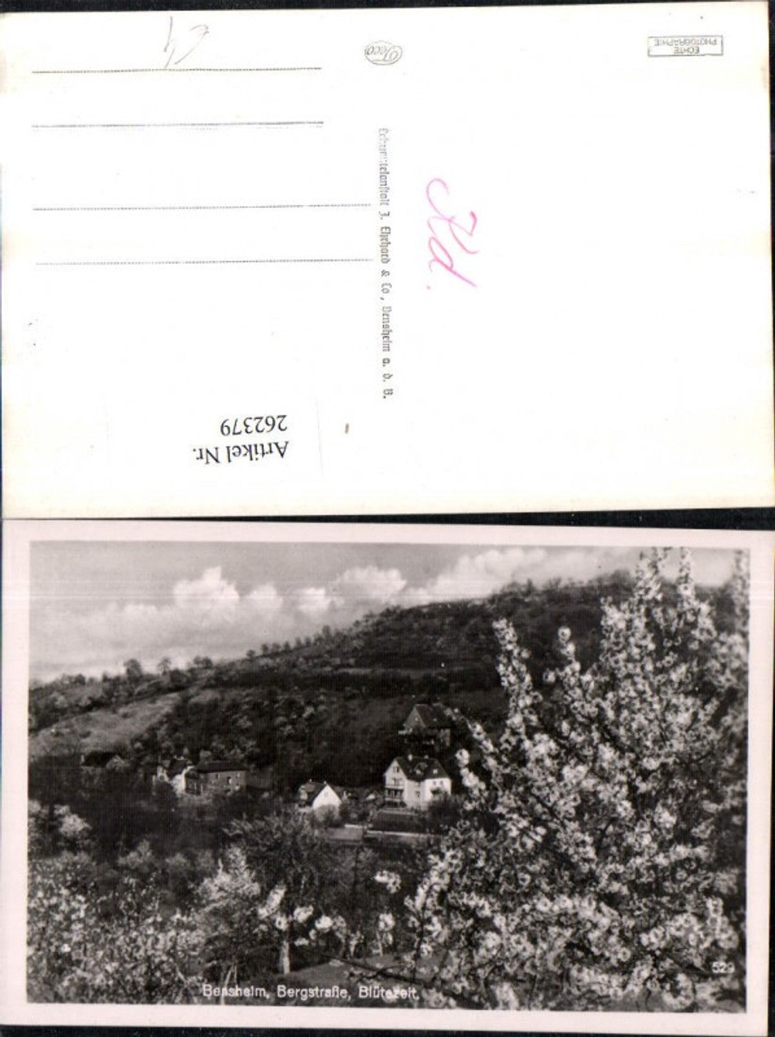 262379,Bensheim Bergstraße Blütezeit Baumblüte