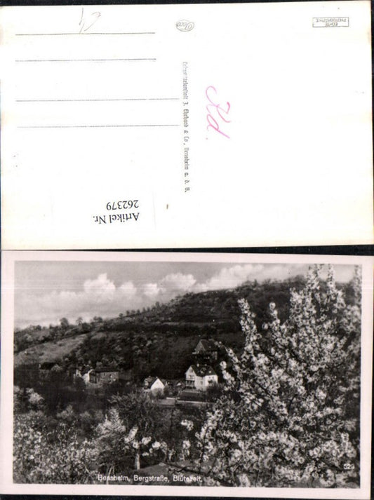 262379,Bensheim Bergstraße Blütezeit Baumblüte