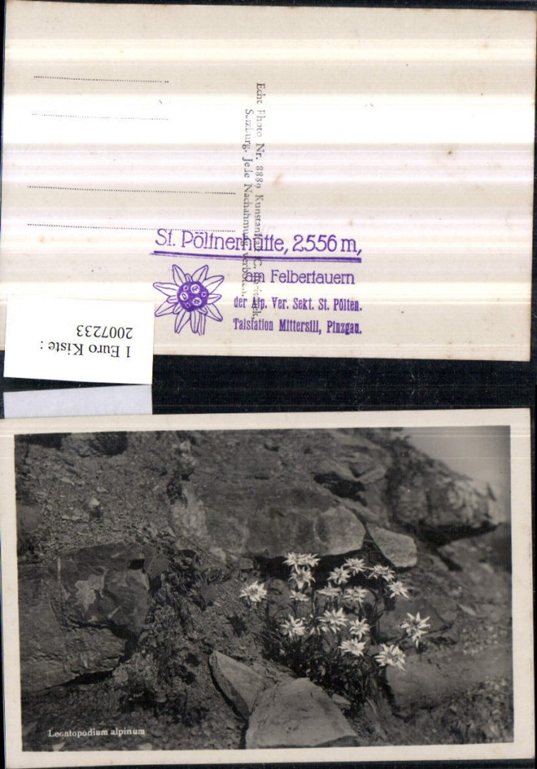 2007233,Leontopodium alpinum Edelweiß Blumen