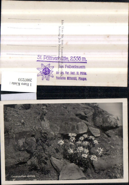 2007233,Leontopodium alpinum Edelweiß Blumen