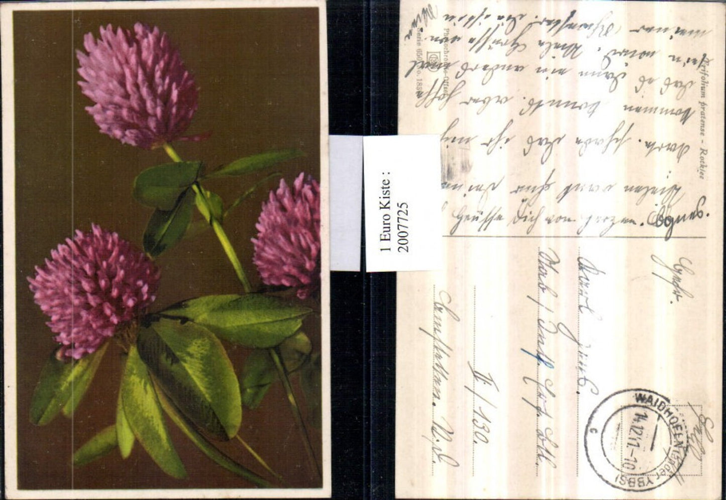 2007725,Trifolium pratense Rotklee Klee