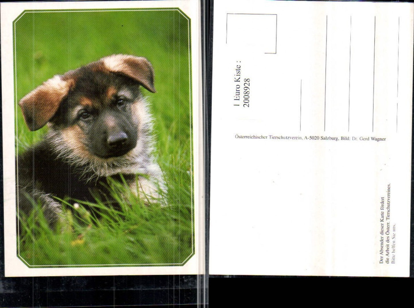 2008928,Hund Schäferhund Welpen Wiese pub Österreichischer Tierschutzverein