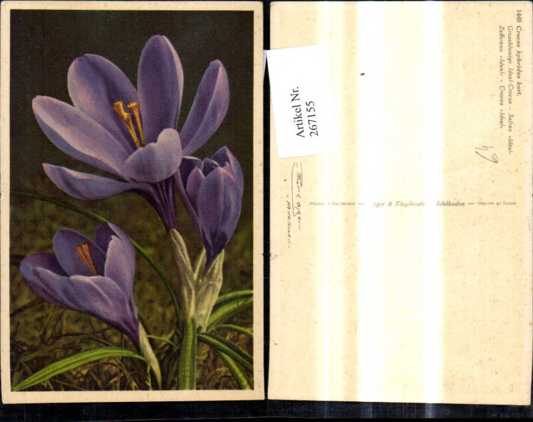 Alte Ansichtskarte – Old Postcard