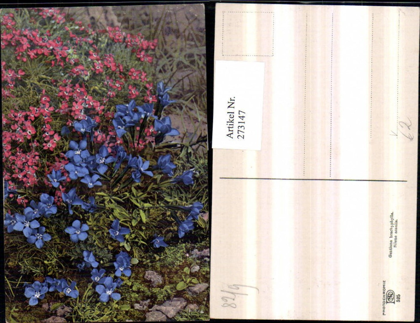 273147,Photochromie Nenke & Ostermaier 525 Gentiana brachyphylla Silene acaulis Enzian Leimkraut