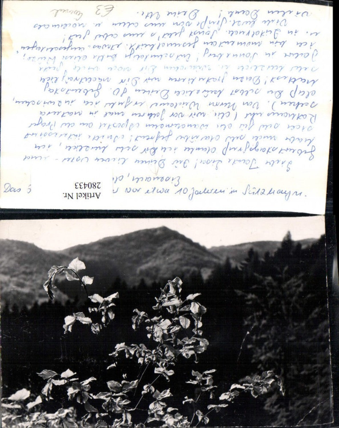 280433,Foto Ellrich in Thüringen Sülzhayn Zweige Detailansicht