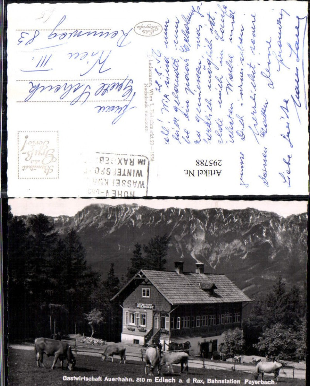 295788,Edlach an d. Rax Gastwirtschaft Auerhahn Bergkulisse Kühe Rinder