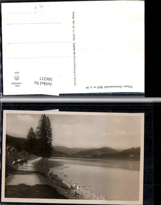 306237, Titisee in the Black Forest, Lake, Group of cows and cattle