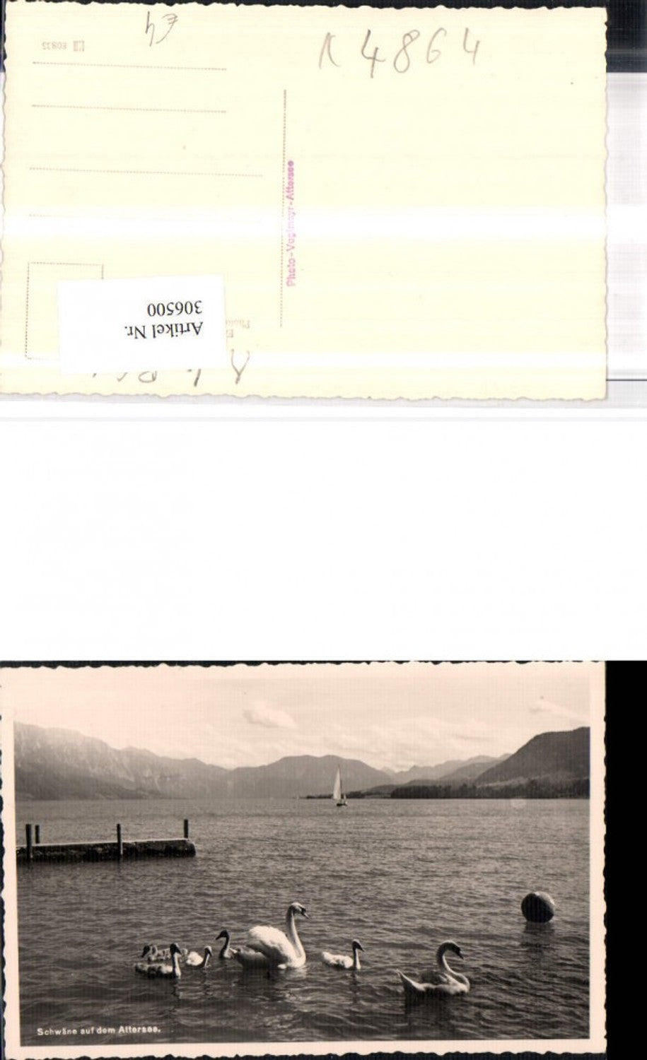 306500,Foto AK Schwäne auf dem Attersee Bergkulisse