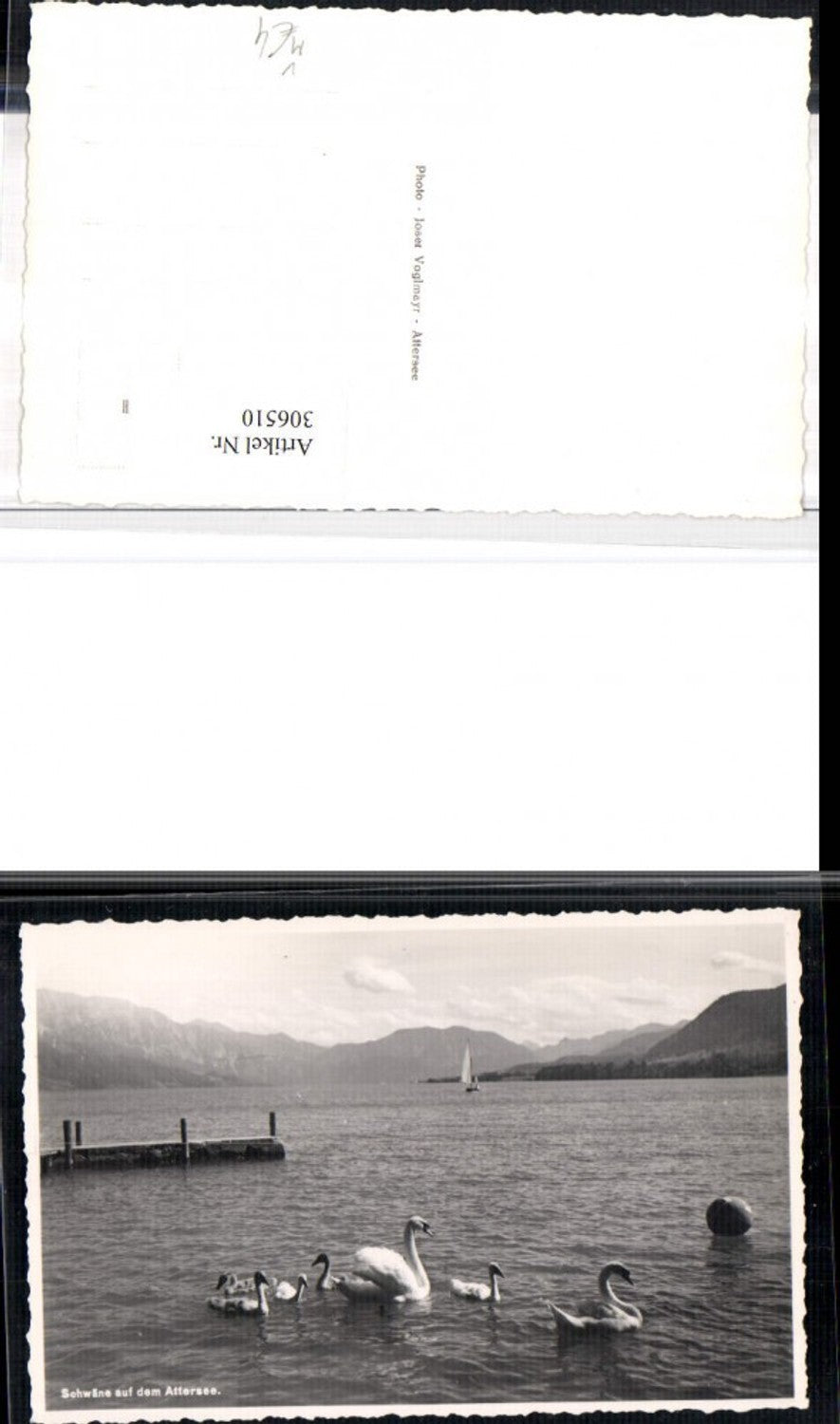 306510,Schwäne auf dem Attersee Bergkulisse pub Josef Voglmayr