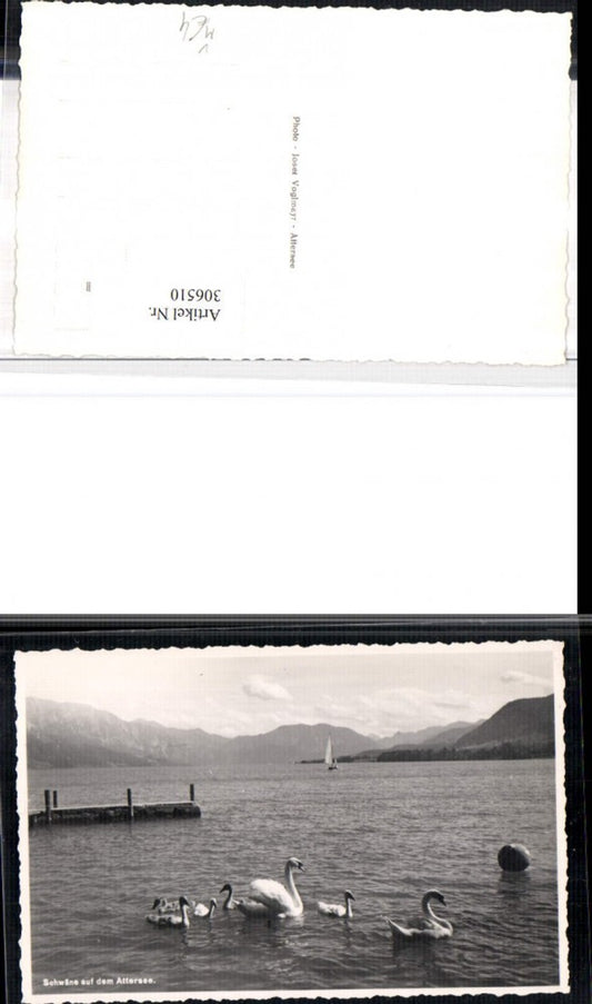 306510,Schwäne auf dem Attersee Bergkulisse pub Josef Voglmayr