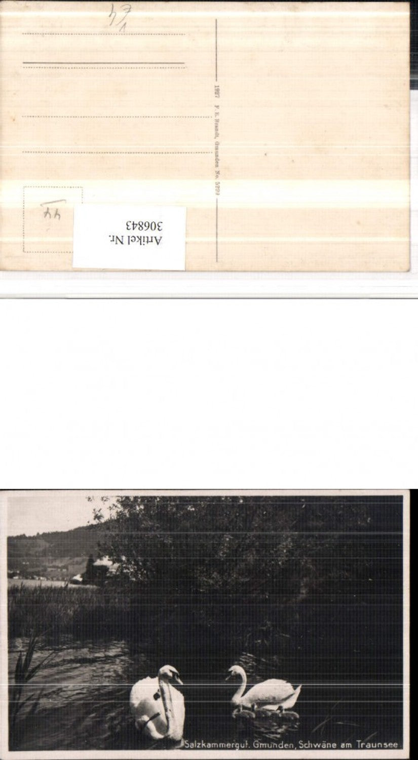 306843,Gmunden Schwäne am Traunsee pub F. E. Brandt 5299