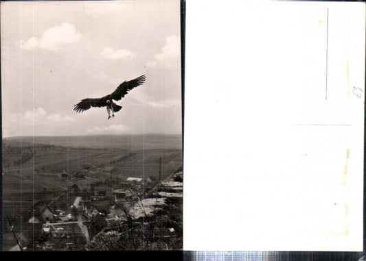 308274, Hohenbeilstein Hunting Falconry Castle Falconry Eagle Bird