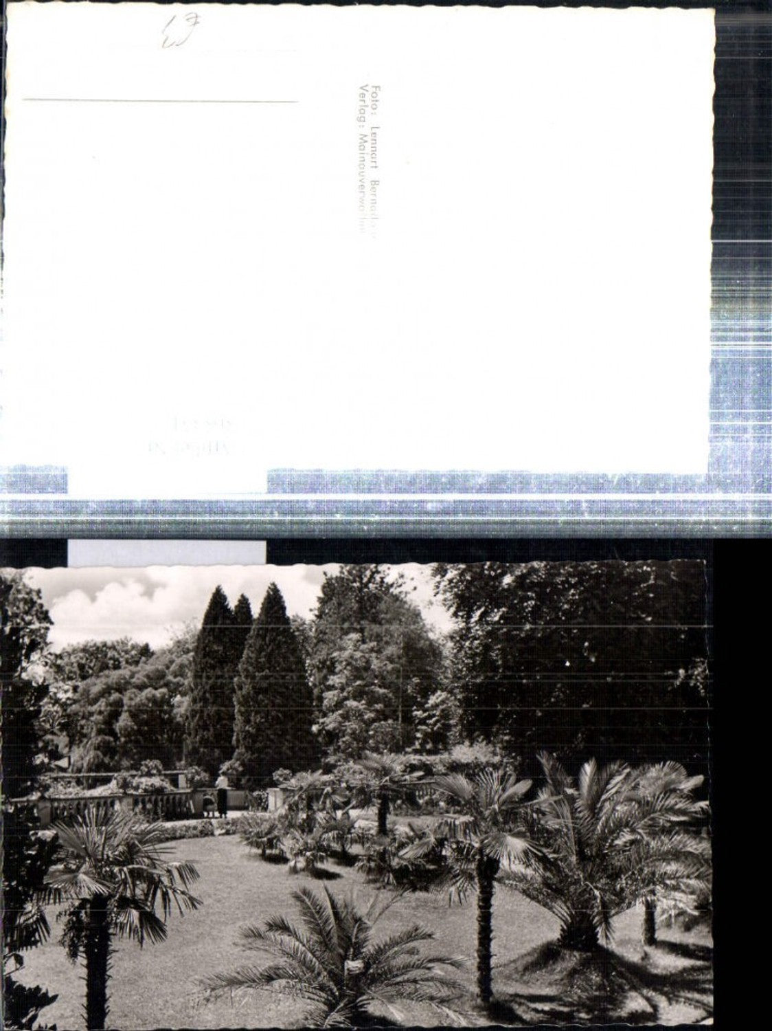 308351,Insel Mainau Palmenhain Palmen