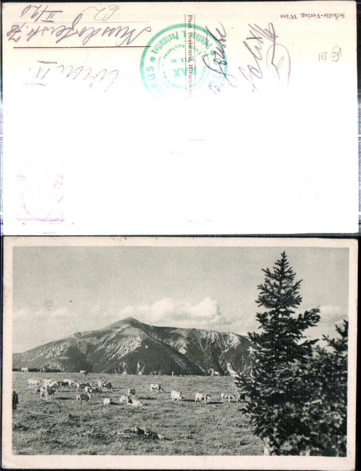 309146,Almweide bei d. Bergstation b. Reichenau m. Schneeberg Bergkulisse
