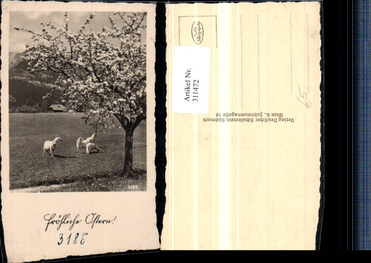 311472,Deutscher Schulverein 3185 Ostern Wiese Schafe Baumblüte