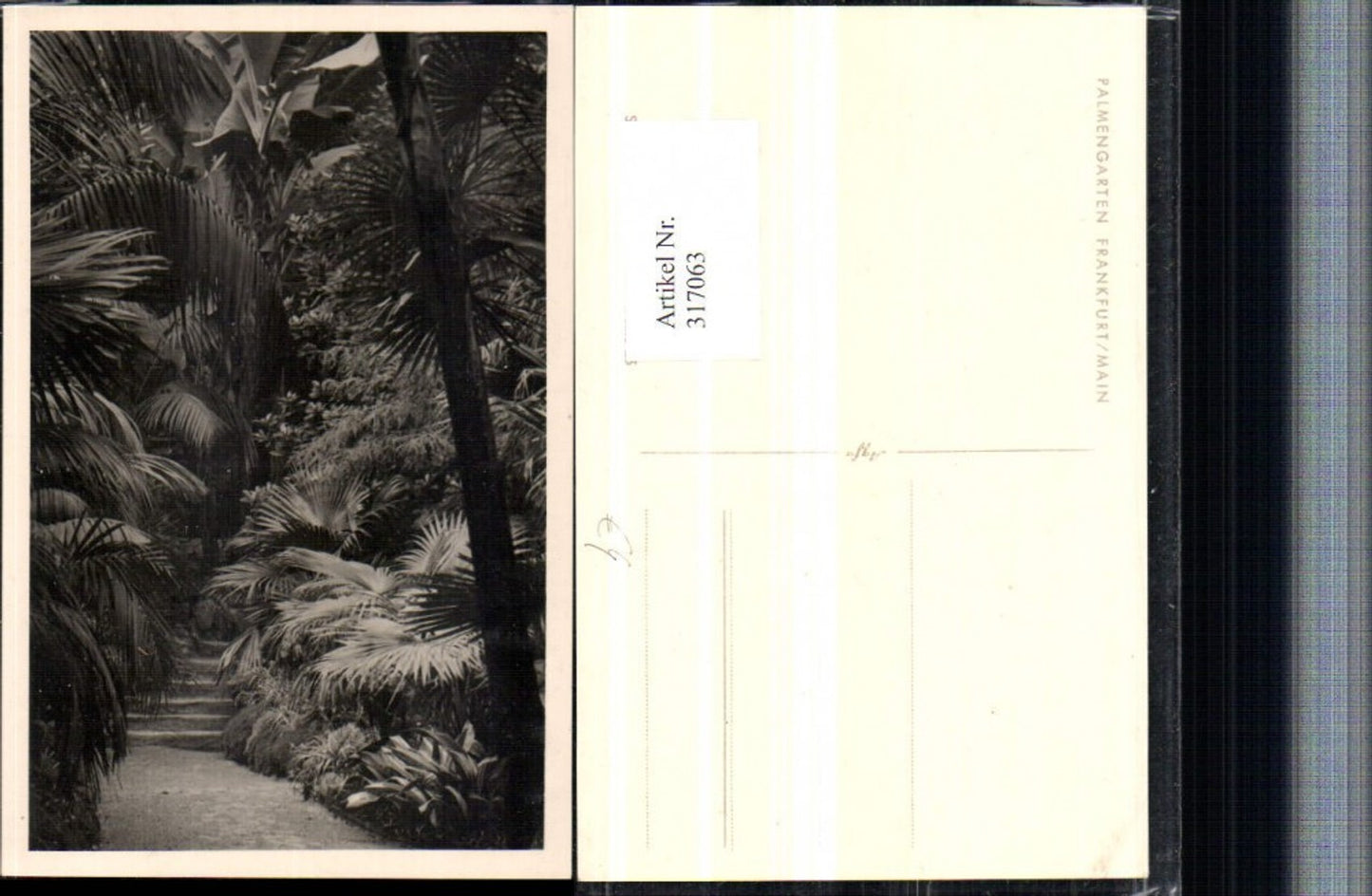 317063,Frankfurt am Main Palmengarten Palmen