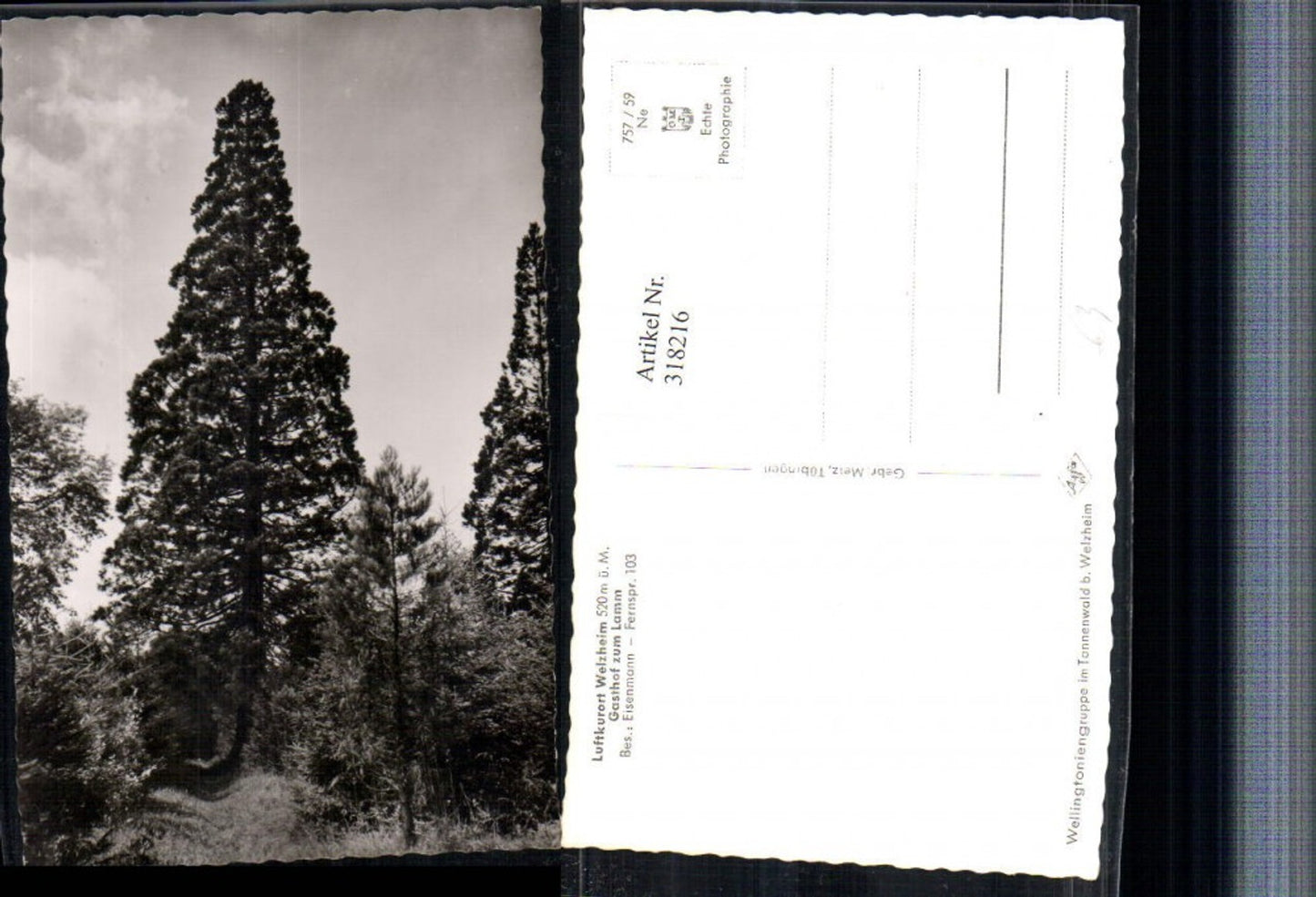 318216, Welzheim Forest Tree