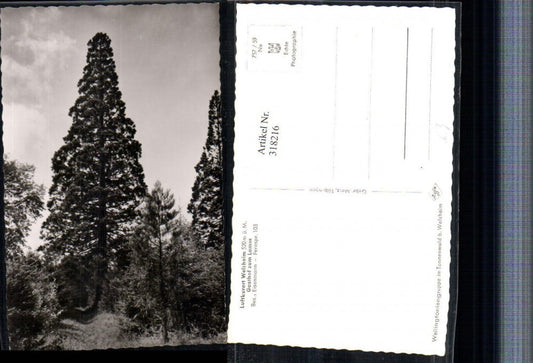 318216, Welzheim Forest Tree