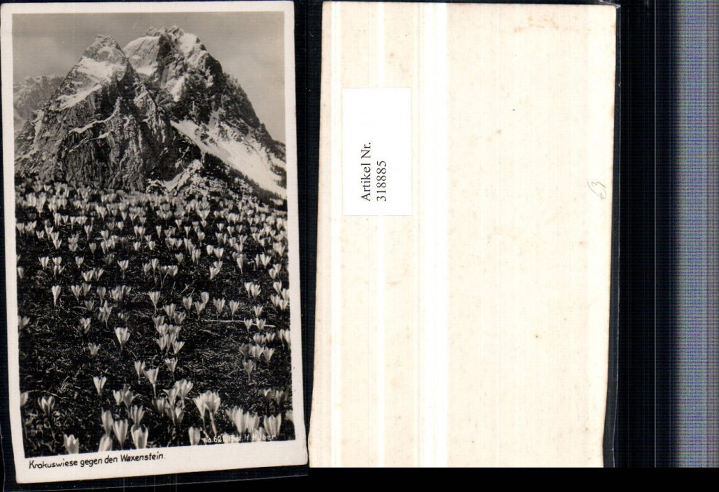 318885,Krokuswiese Krokus geg. Waxenstein Bergkulisse