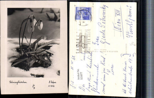 321077,Fotokunst Dr. Defner A1245 Schneeglöckchen Blume