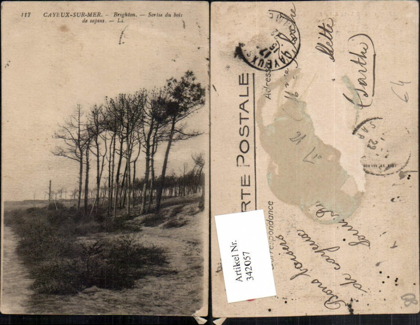 342057,Picardie Somme Cayeux-sur-Mer Brighton Sortie du bois de sapins Bäume