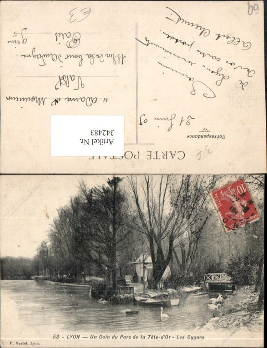 342483,Rhone-Alpes Rhone Lyon Un Coin du Parc de la Tete-d'Or Les Cygnes Schwäne